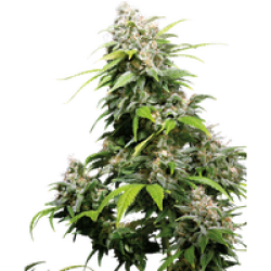 California Indica Feminisierte Hanfsamen, 3 Samen