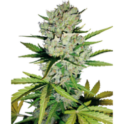 Super Skunk Automatic Hanfsamen von White Label, 1 Samen