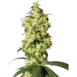 White Widow Automatic Hanfsamen von White Label, 1 Samen