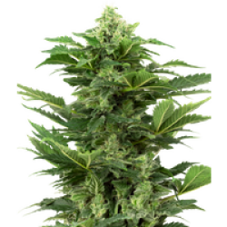 Afghan Pearl CBD Automatic Hanfsamen, 3 Samen