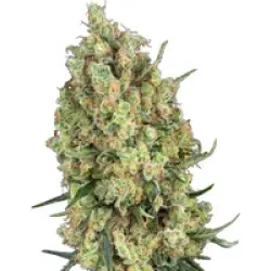 Candy Hash Feminisierte Hanfsamen, 3 Samen