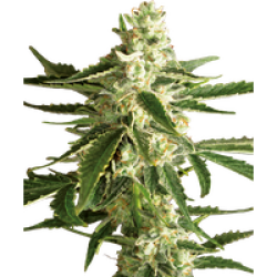 White Diesel Haze Automatic Hanfsamen von White Label, 3 Samen