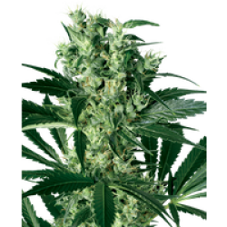 X Haze Feminisierte Hanfsamen von White Label, 3 Samen