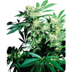 Skunk Kush Feminisierte Hanfsamen, 3 Samen