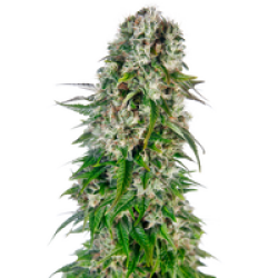 Big Bud Automatic Hanfsamen, 3 Samen