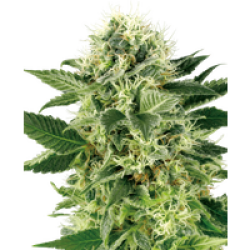 Northern Lights Feminisierte Hanfsamen von White Label, 3 Samen