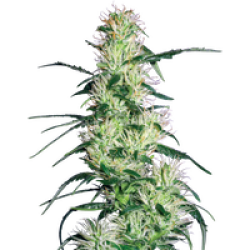 Purple Haze Feminisierte Hanfsamen von White Label, 1 Samen