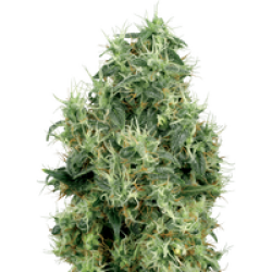 White Gold Feminisierte Hanfsamen von White Label, 3 Samen