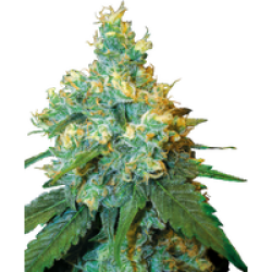 Jack Herer® Feminisierte Hanfsamen, 3 Samen