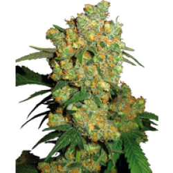Big Bud Reguläre Hanfsamen, 10 Samen