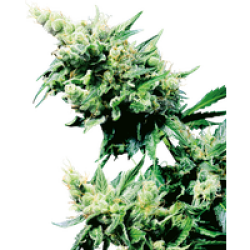 Hash Plant Reguläre Hanfsamen, 10 Samen