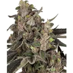 Bahama Mama Automatic Hanfsamen, 3 Samen