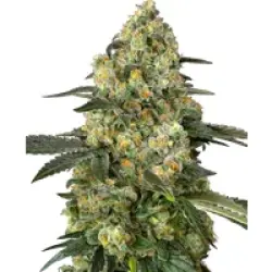 Big Berry Bliss Feminisierte Hanfsamen, 3 Samen