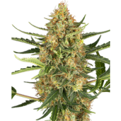 Blueberry Bubblegum Automatic Hanfsamen, 3 Samen