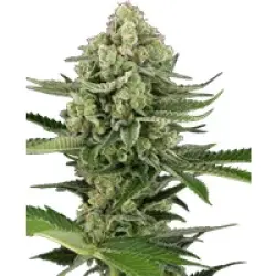 Candy Buds Automatic Hanfsamen, 3 Samen