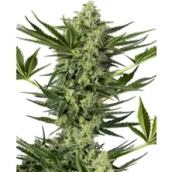 Ghostbuzzters OG Automatic Hanfsamen, 3 Samen