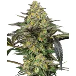 Grapevine Candy Feminisierte Hanfsamen, 3 Samen