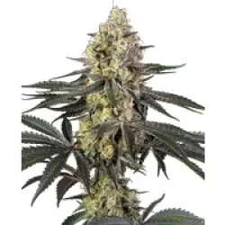 Purple Papaya Paradise Feminisierte Hanfsamen, 3 Samen