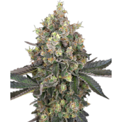 Sweet Berry Breeze Feminisierte Hanfsamen von White Label, 3 Samen