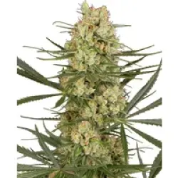 Haze Dawg Automatic Hanfsamen, 3 Samen