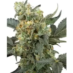 Mimosa Sunrise XXL Automatic Hanfsamen, 3 Samen