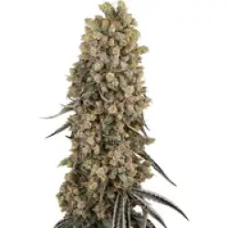 Atomic Blue Dream Feminisierte Hanfsamen, 3 Samen