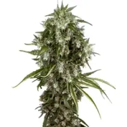 Pineapple Jack Feminisierte Hanfsamen, 3 Samen
