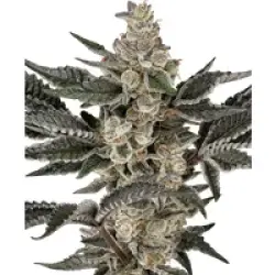 Gremlin's Breath Feminisierte Hanfsamen, 3 Samen