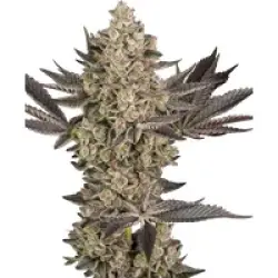 Tropical Butter Sauce Automatic Hanfsamen, 3 Samen