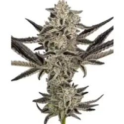 Purple Pickle Automatic Hanfsamen, 3 Samen