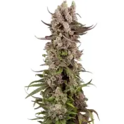 Tropicana Cherry Gelato Feminisierte Hanfsamen, 3 Samen