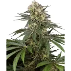 Sensi Supreme Angel's Bliss CBD Automatic Hanfsamen, 3 Samen