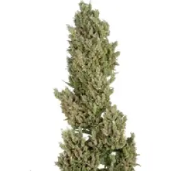 Sensi Supreme Jack Automatic Hanfsamen, 3 Samen