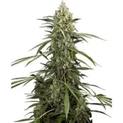 Sensi Supreme Skunk Automatic Hanfsamen, 3 Samen