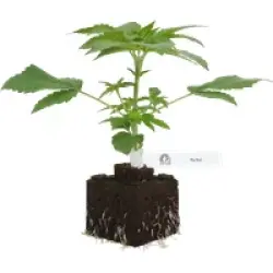 Big Bud Feminisierte Cannabispflanzen, 1 Samenpflanze