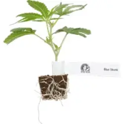 Blue Skunk Feminisierte Cannabispflanzen, 1 Steckling