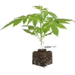Cherry Bacio Feminisierte Cannabispflanzen, 1 Samenpflanze