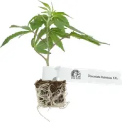 Chocolate Rainbow XXL Feminisiert Cannabispflanzen, 1 Steckling