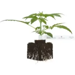 Citrus Fuel Automatic Cannabispflanzen, 1 Samenpflanze