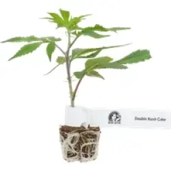 Double Kush Cake Feminisierte Cannabis-Pflanzen, 1 Steckling