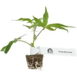Honey Melon Kush Feminisierte Cannabispflanzen, 1 Steckling
