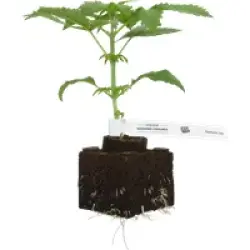 Mandarine Jam Feminisierte Cannabispflanzen, 1 Samenpflanze