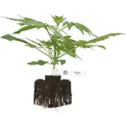 Master Kush Feminisierte Cannabispflanzen von White Label, 1 Samenpflanze