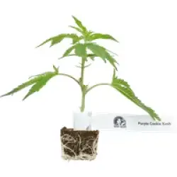 Purple Cookie Kush Feminisierte Cannabispflanzen, 1 Steckling
