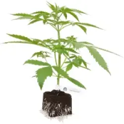 Super Skunk Automatic Cannabispflanzen von White Label, 1 Samenpflanze