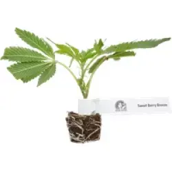 Sweet Berry Breeze Feminisierte Cannabispflanzen von White Label, 1 Steckling
