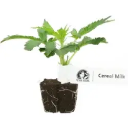 Cereal Milk Feminisierte Cannabis-Pflanzen, 1 Steckling