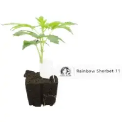 RS-11 Feminisierte Cannabis-Pflanzen, 1 Steckling