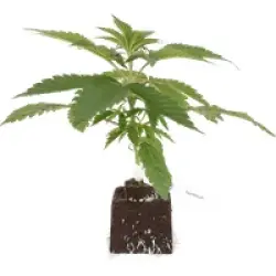 Triple Mints XXL feminisierte Cannabispflanzen, 1 Samenpflanze