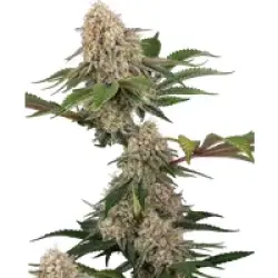 Sticky Berry Mints XXL Feminisierte Hanfsamen, 3 Samen